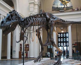 最贵的一具恐龙化石——“苏”