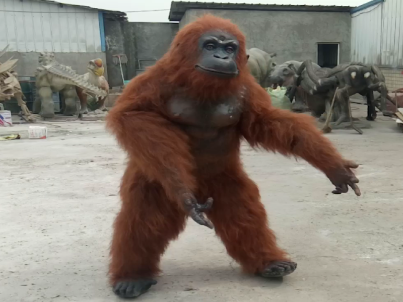 红毛猩猩衣服表演