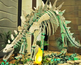 化石骨架展览 沱江龙骨架