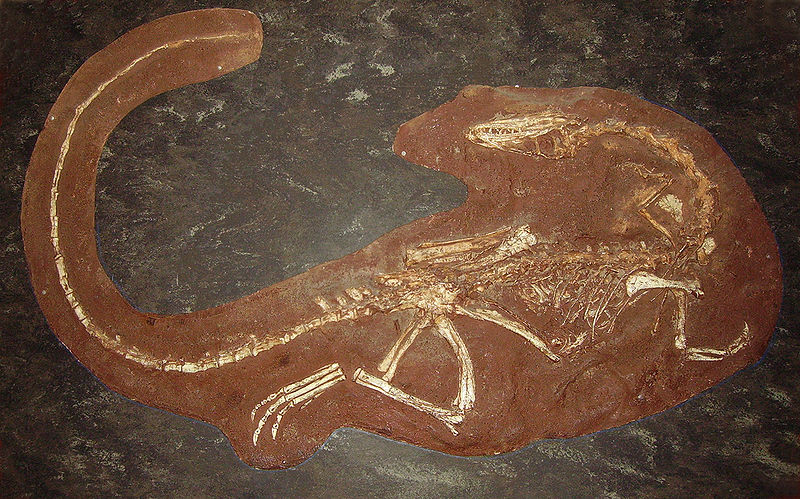 腔骨龙化石标本.jpg