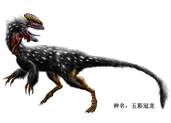 最原始暴龙类恐龙_五彩冠龙
